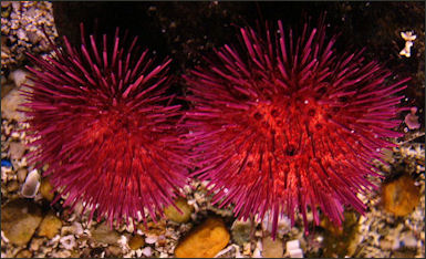20120518-sea urchinParacentrotus_lividus.001_-_Aquarium_Finisterrae.JPG